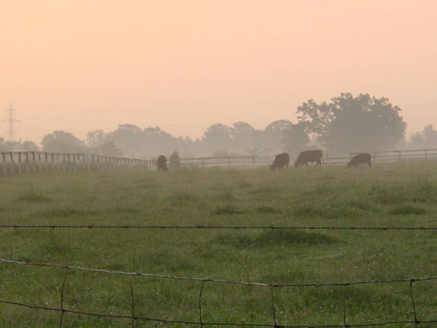 Sorry, but this is a great photo of a pasture and cattle grazing in the early morning